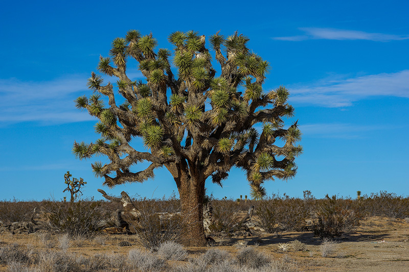 Joshua tree… sucking up water in California’s Mojave desert.