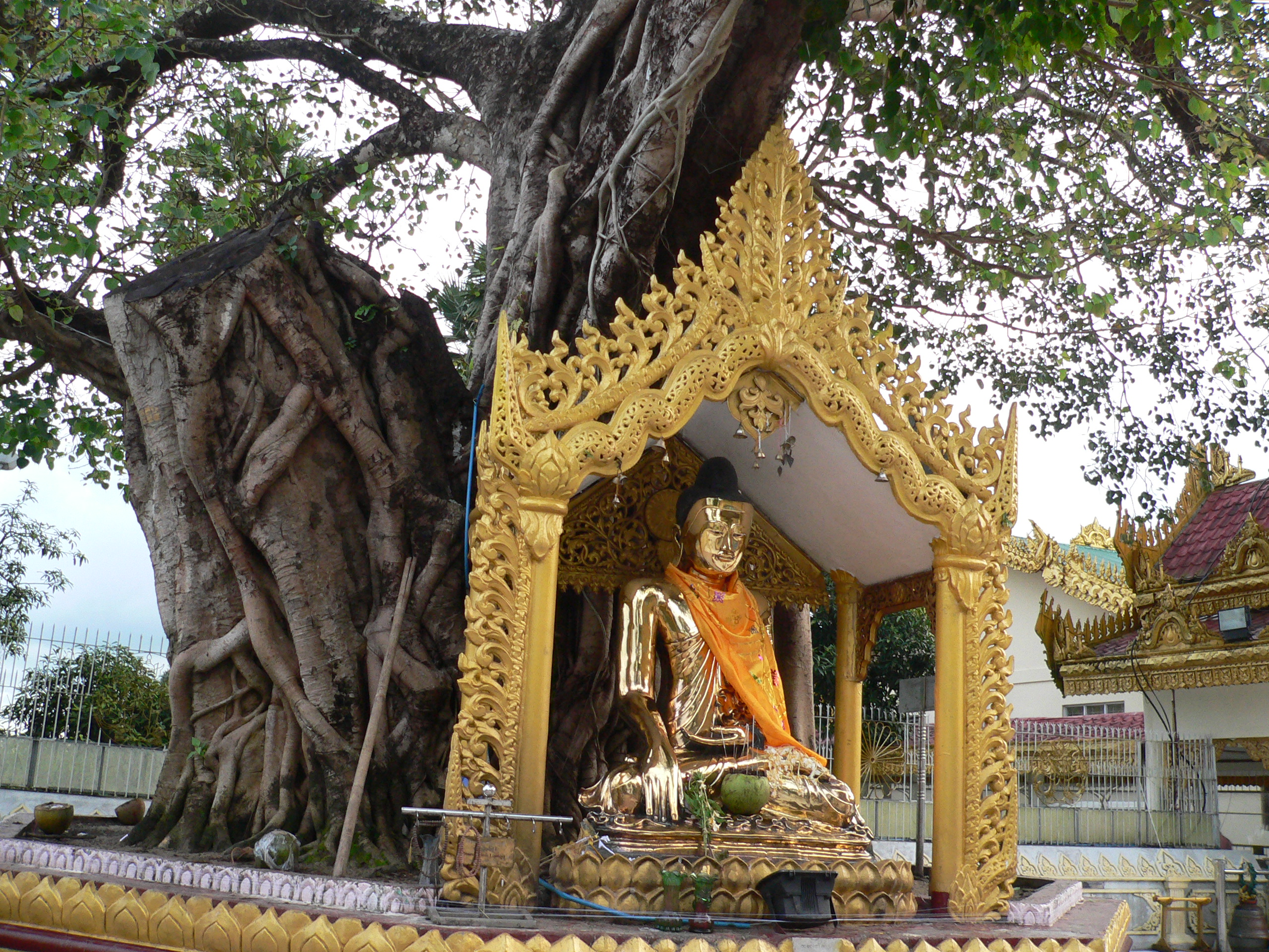 Schwedagon Pagoda, Yangon, Myanmar: trees remain places of reverence and home of the gods.