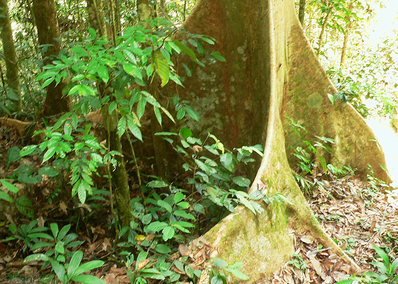Buttress roots supporting tropical forest trees, Brunei