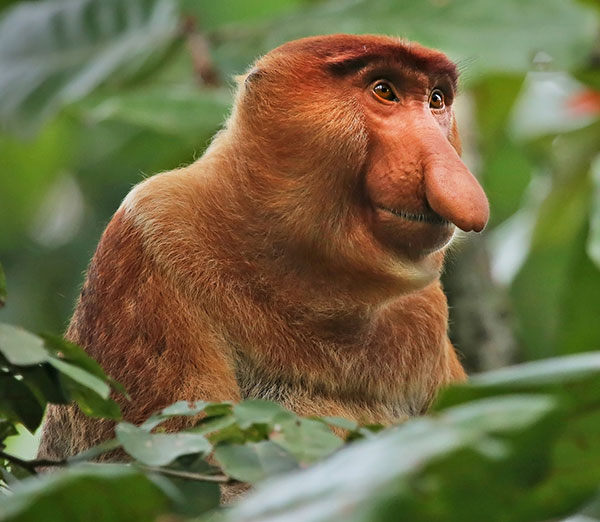 Endangered Proboscis monkey, an inhabitant of Brunei’s tropical forests
