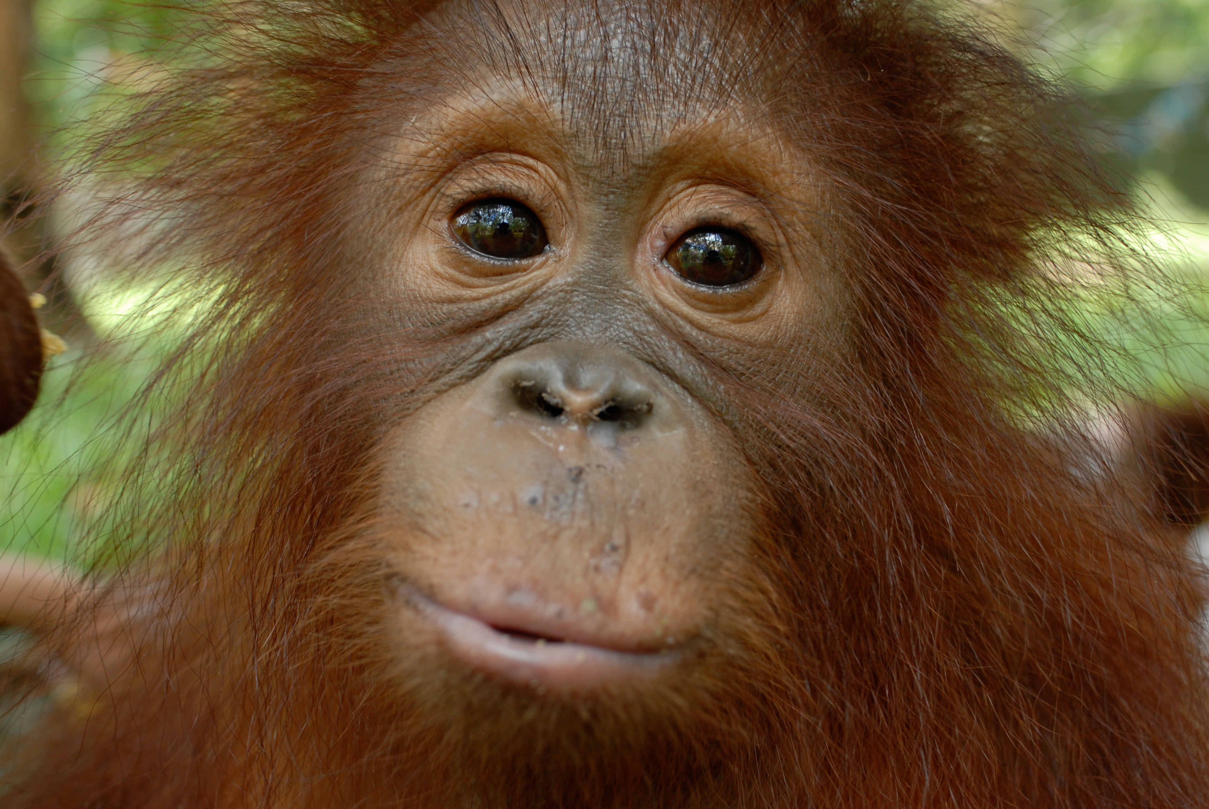The orangutan ranks amongst our closest relatives and is perhaps the ultimate wildlife emblem of Southeast Asian forests.