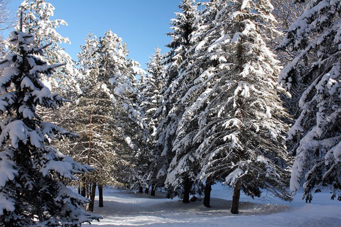 Main tree species in boreal forests are conifers – pines, spruces, firs and larches – adapted to very cold climatic conditions.