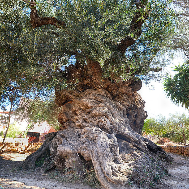 3000 year old olive tree … foremost tree in early human culture and commerce.