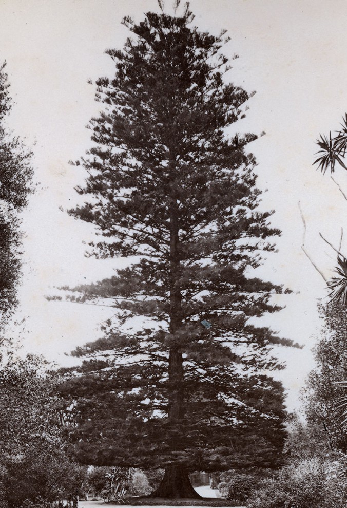 The Wishing tree, Sydney’s Botanic Gardens, about 1880: Probably the most notable tree to have grown in the Gardens.