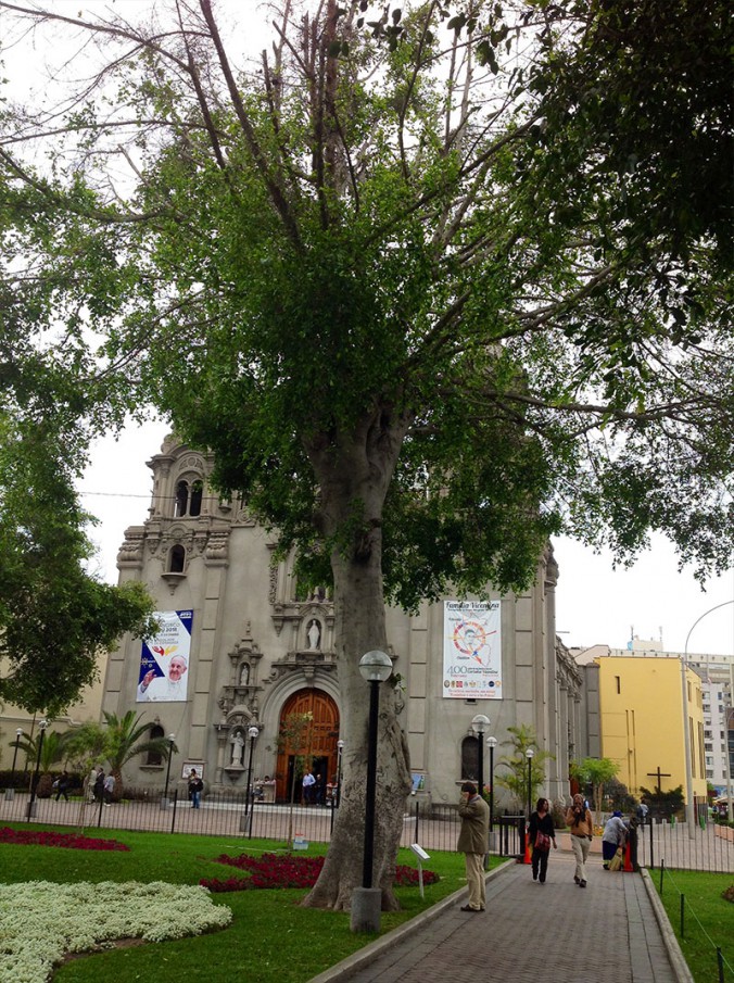 Fig (Ficus spp.) tree in front of a Catholic church.