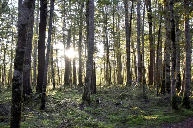 New Zealand beech forest.