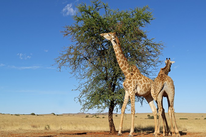 Umbrella thorn acacia trees pump toxic substances into their leaves to rid themselves of browsing giraffes.