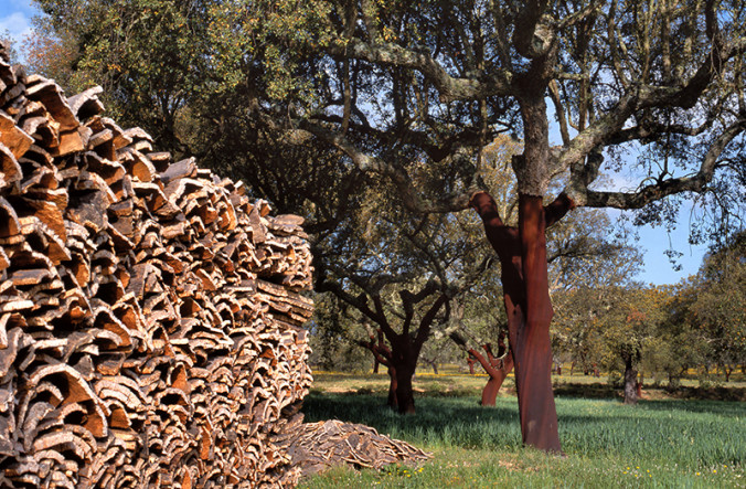 Harvesting Cork Trees