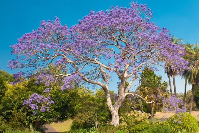 Jacaranda tree, Sydney.