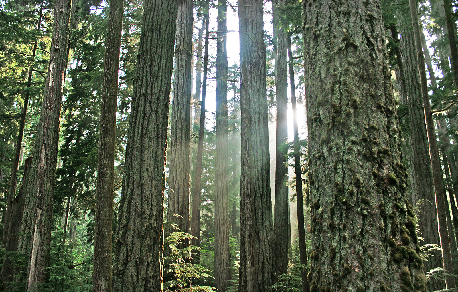 Image of BC coastal temperate forest