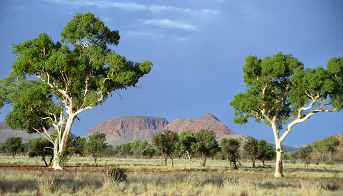 Ghost Gums in Central Australia