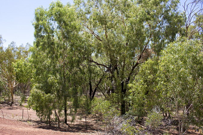 Bushy trees growing on the banks of the Fitzroy River