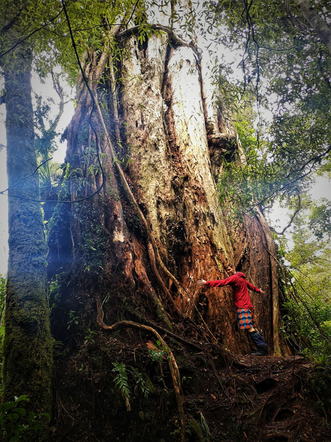 Akatarawa giant rātā in thick forest near Wellington.