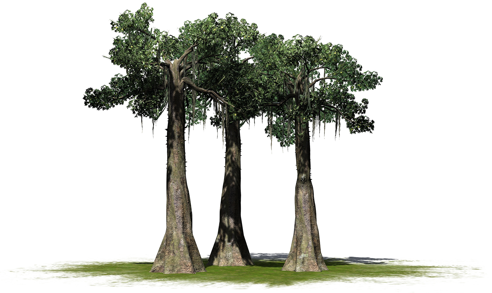 Kapok tree cluster