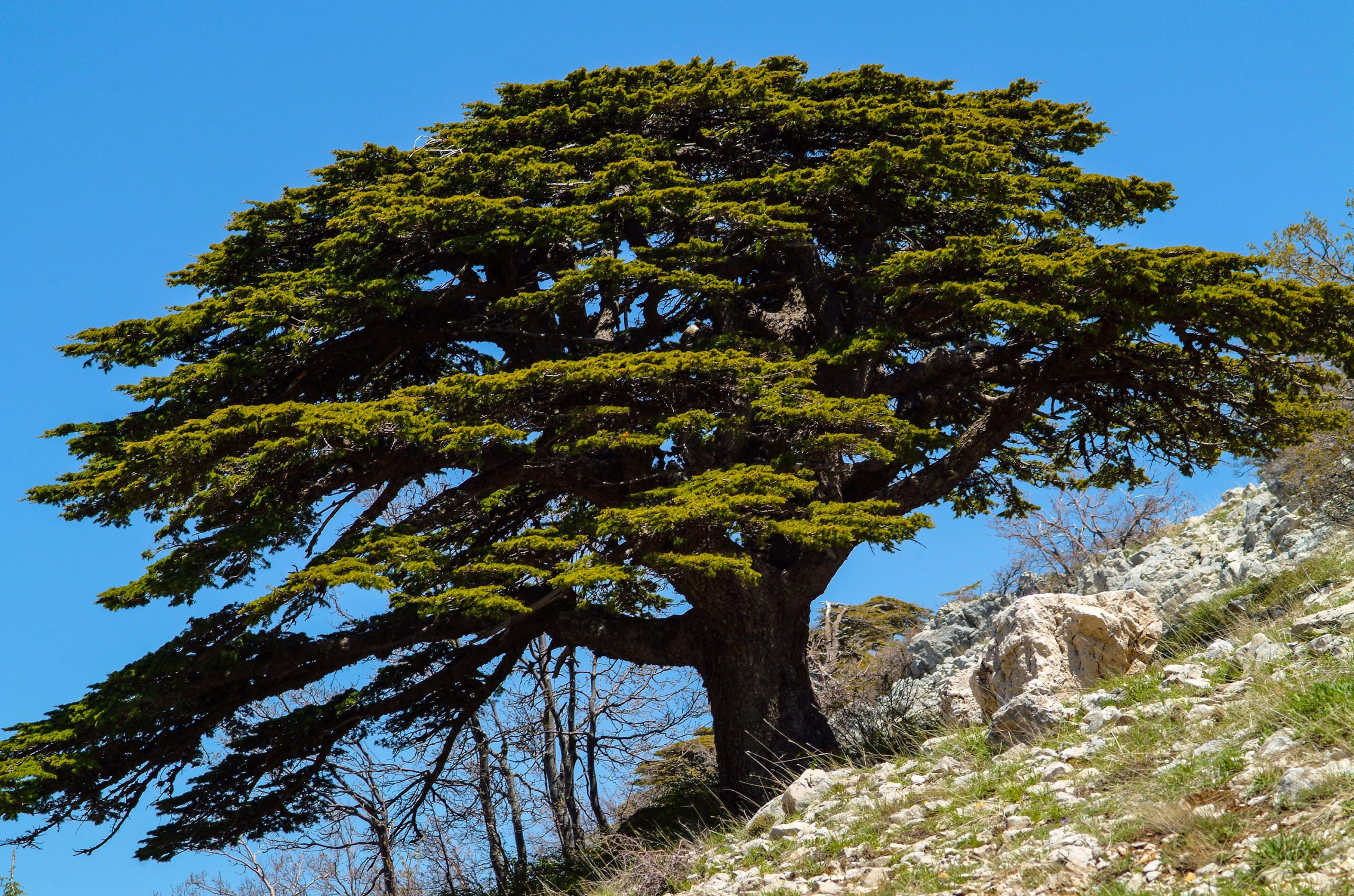 mature cedar of Lebanon