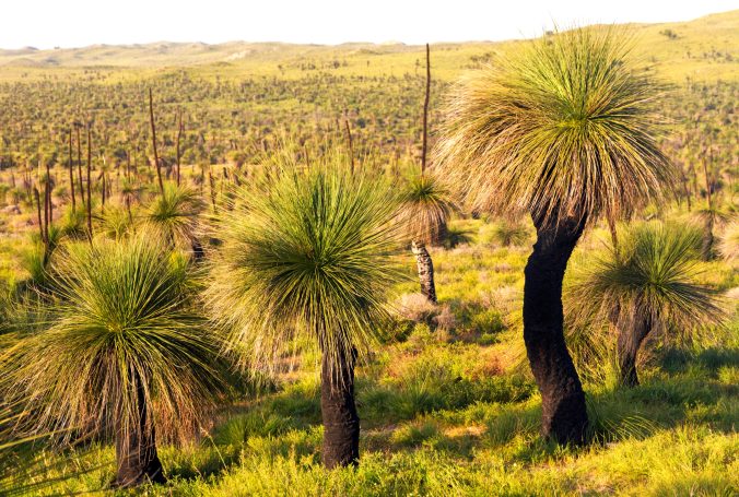 Grass trees are extremely slow growing and often very long-lived.